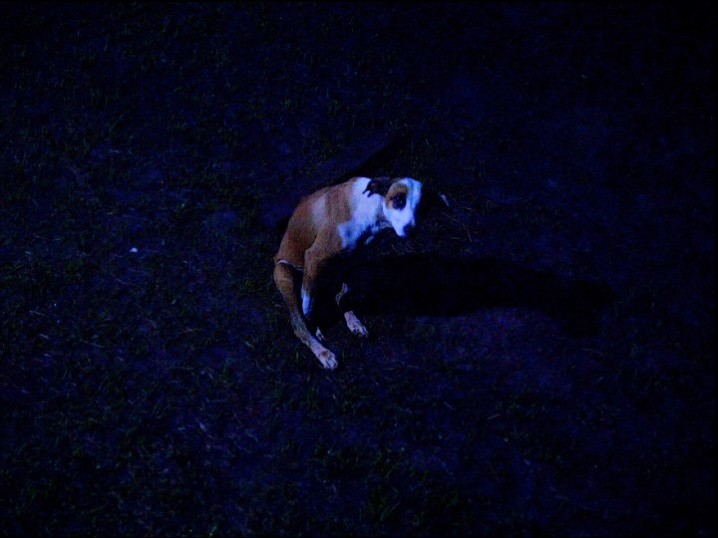 10_Janaina Wagner_Sailors Dogs_